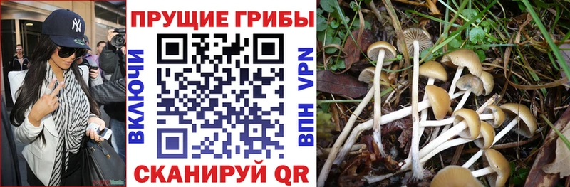 Псилоцибиновые грибы Psilocybe  OMG ссылка  Новосибирск 